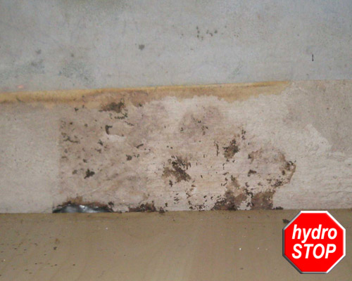 Schimmel in einer Wohnung in Lehrte bei Hannover