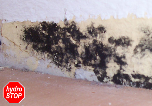 Schimmel verborgen unter einer Fußleiste